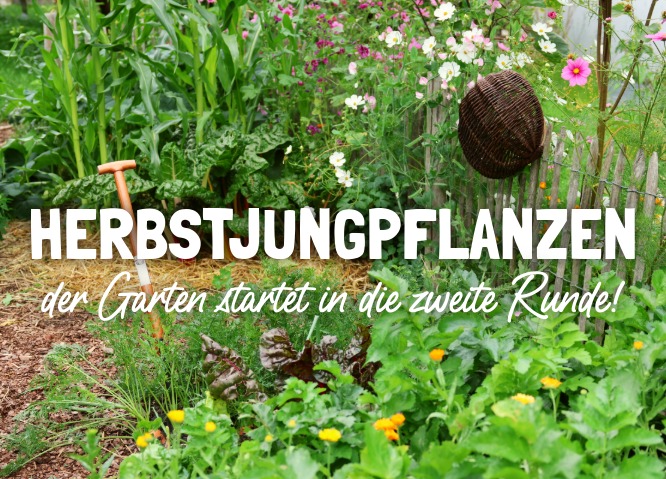 Bio-Jungpflanzen Herbst kaufen